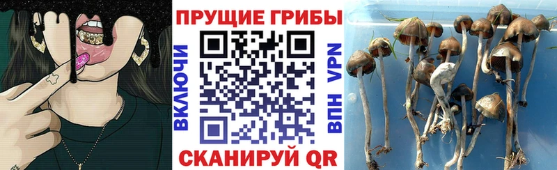 Псилоцибиновые грибы Cubensis Луга